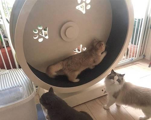 猫跑步机脱轨解决方案（保证猫咪运动安全的关键措施）  第1张