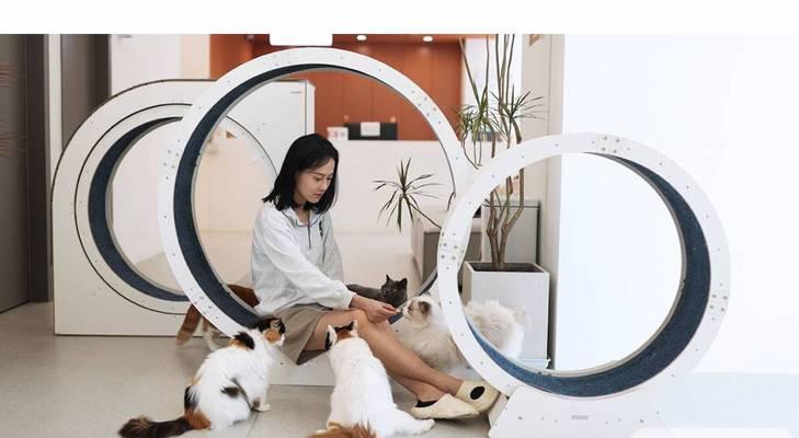 猫跑步机脱轨解决方案（保证猫咪运动安全的关键措施）  第3张