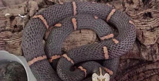 揭秘世界上最毒的蛇（探寻蝰蛇——世界最毒蛇的代表）  第1张
