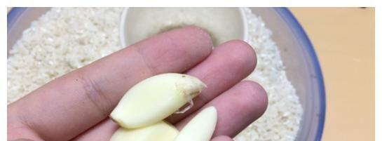 夏天大米生虫子的原因和防治方法（了解大米生虫子的原因）