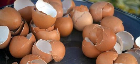 如何判断鸡蛋是否坏了（掌握简单方法）  第2张