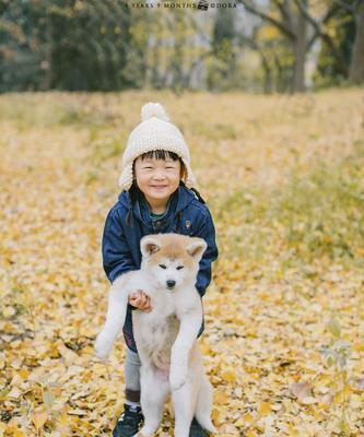 柴犬和秋田犬的区别（一探柴犬和秋田犬的特点与差异）