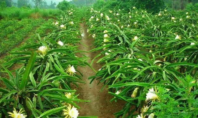 火龙果种植之家居栽培的完全指南（在家如何种植健康美味的火龙果）  第1张