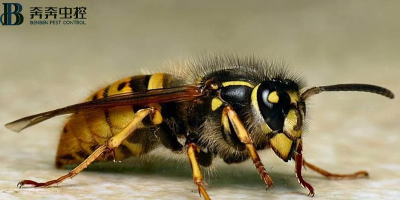 蜜蜂蛰伤的处理方法与注意事项（如何处理蜜蜂蛰伤以及预防方法）