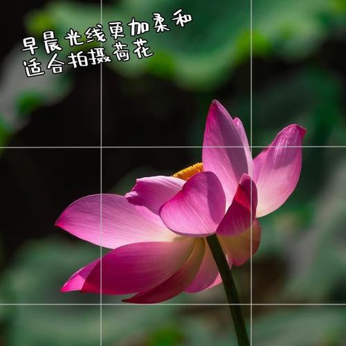 手机摄影荷花拍摄技巧有哪些？  第1张