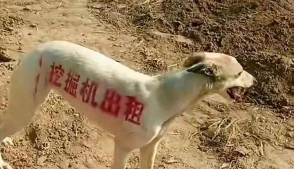 狗老板使用的笔记本电脑品牌型号是什么？  第1张