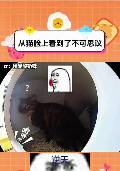 手机摄像头安装在猫上的方法是什么？安装后效果如何？  第3张